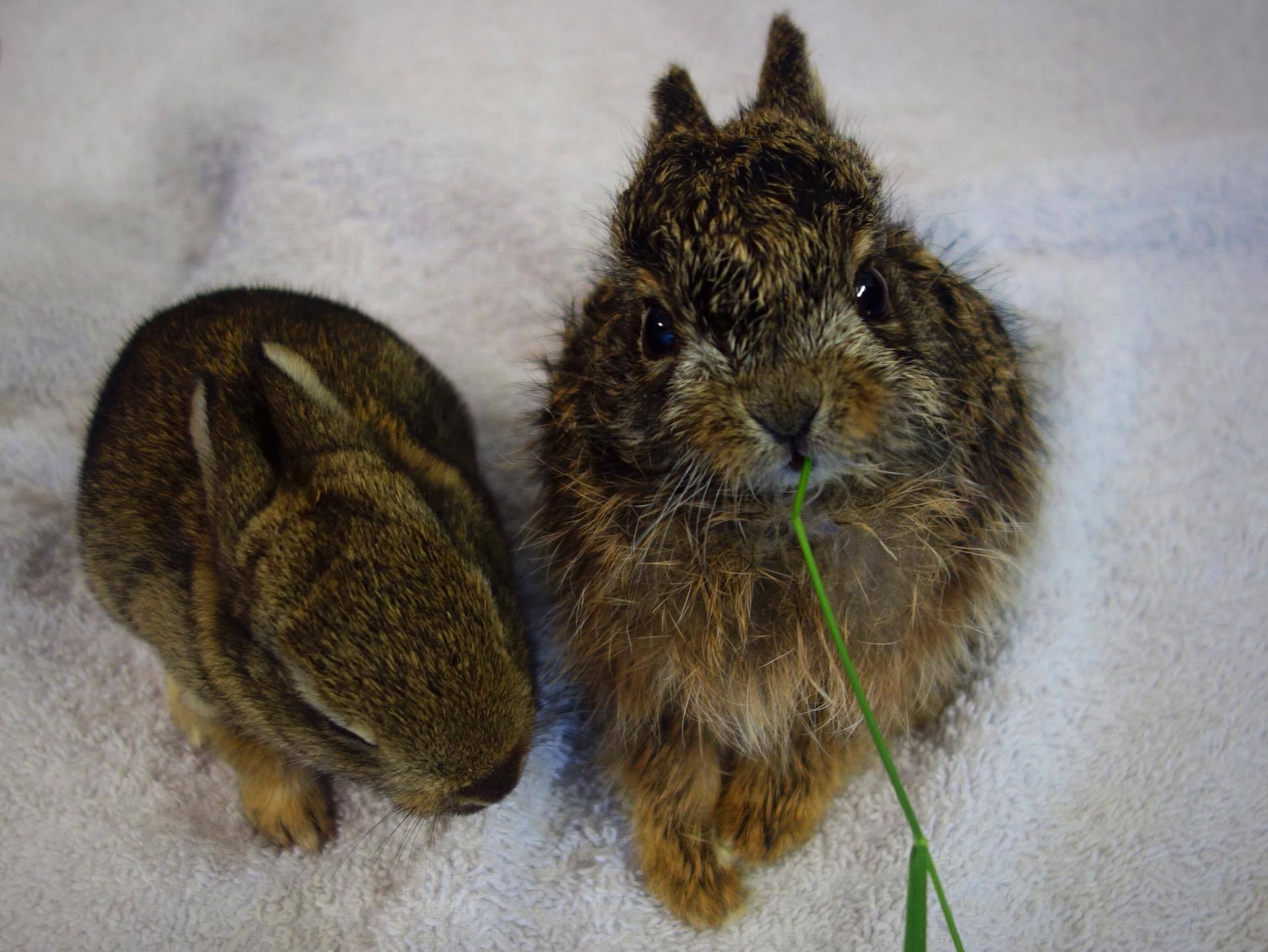 Unser Beitrag zum langen Tag der Stadtnatur - es war wild!